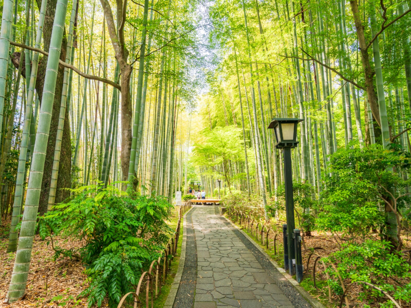 静岡県 おすすめ温泉地＋人気宿25選 名湯と美しい景色に癒される極上旅「日帰り温泉・特徴・泉質情報も」旅Pocket