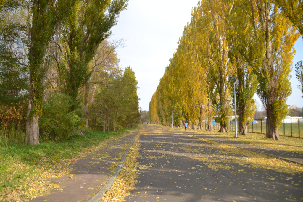 輝く黄金の道、北海道大学イチョウ並木 - 地球の撮り方