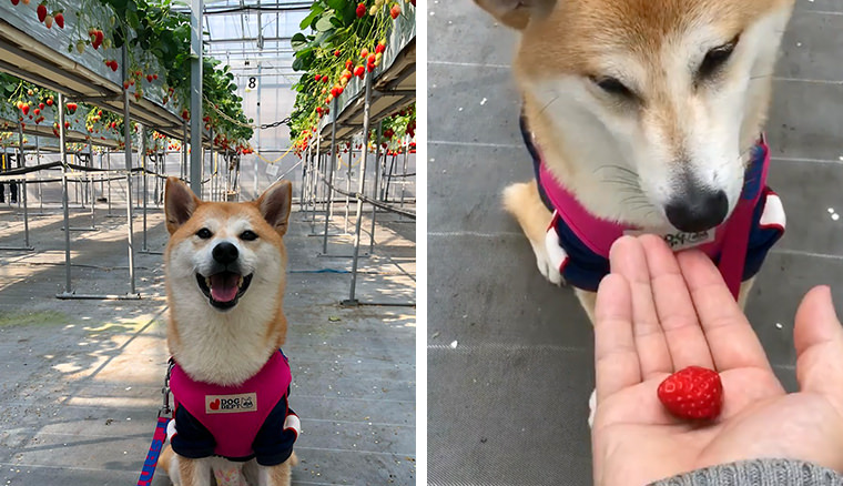 🍓カフェREPORT🍰 『 ペットと一緒に楽しめるポイント 』