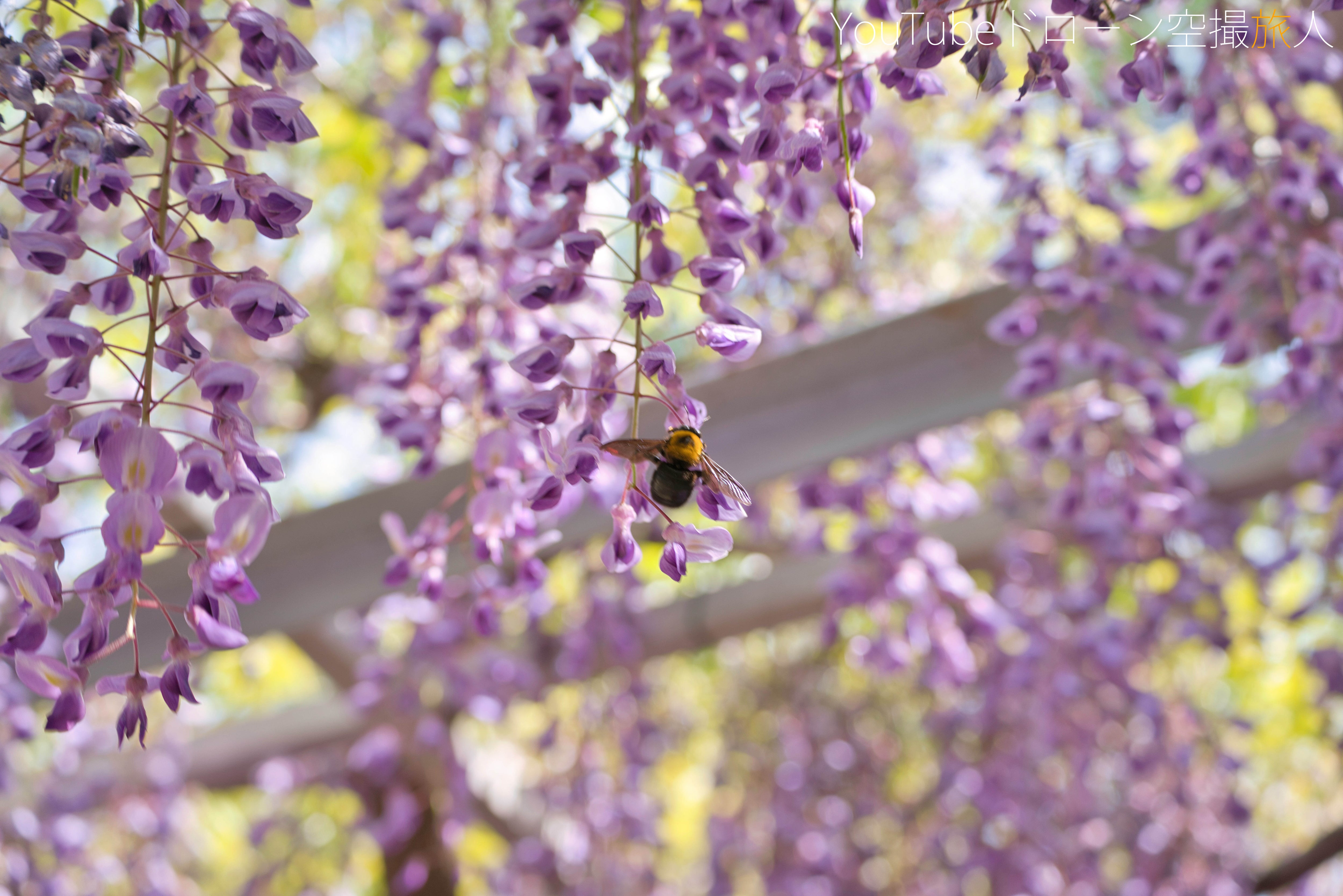 大阪 観光 新5000円札のデザイン「野田藤 のだふじ