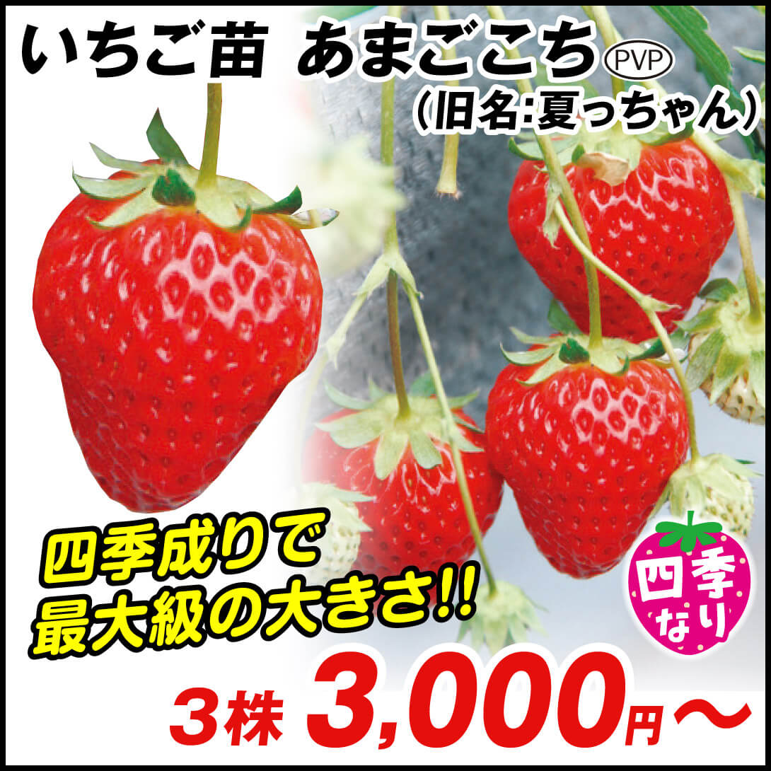 イチゴ あまごこち Fragaria