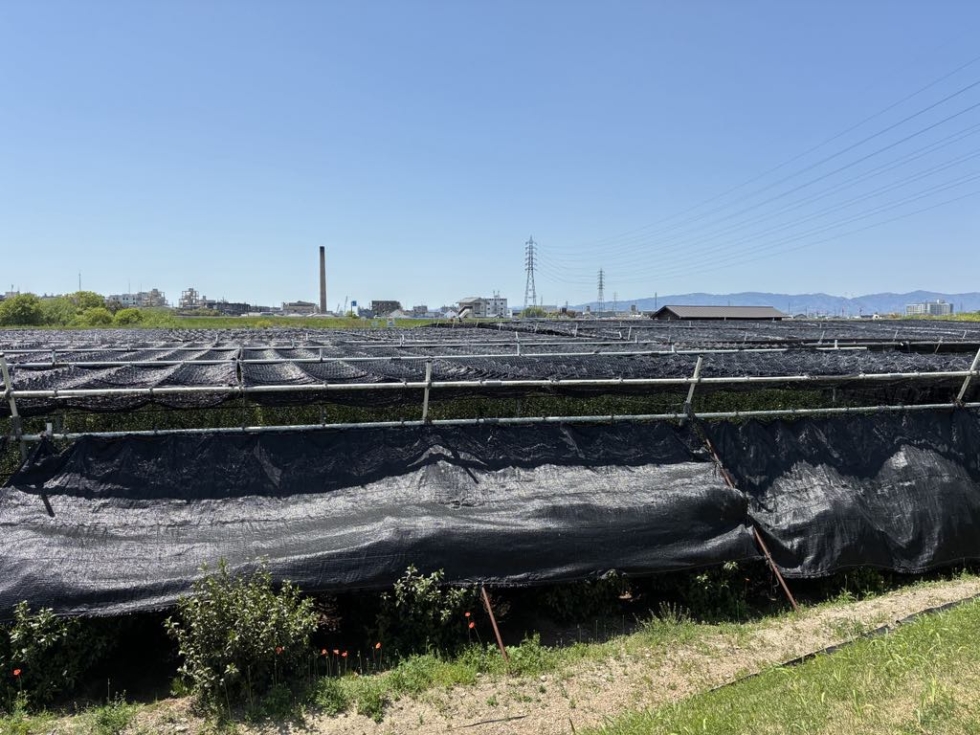 京都・宇治の茶畑を訪ねて：美しい茶園とお茶作りの現場 - 宇治茶