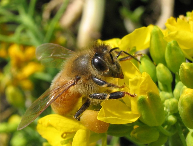 はにーびい | 一般社団法人honeybee