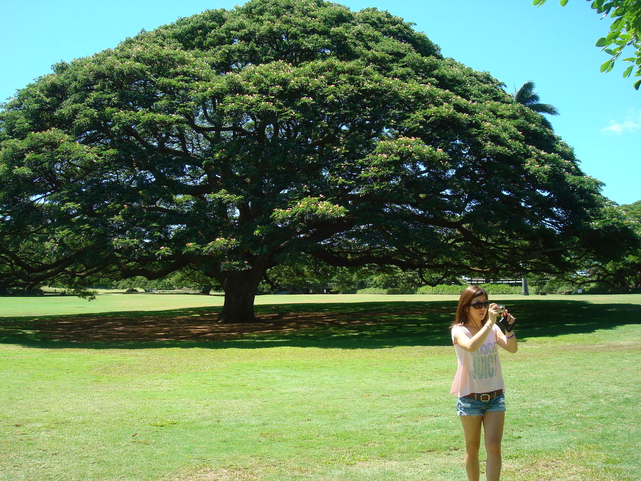 この木なんの木日立の樹カワイイ・ハワイ・ツアーKawaii Hawaii Tour ブログ