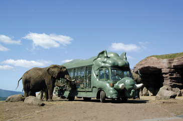 アフリカサファリツアーで会える動物・鳥類 - ONLYONE AFRICA