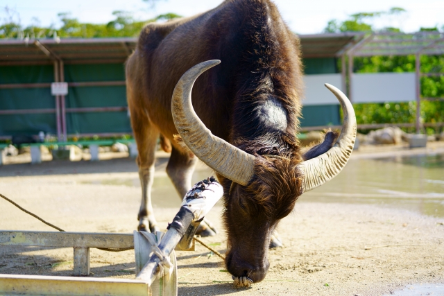 南の島の小さな楽園「由布島」。そこは水牛車で渡る南国テーマパークりとふる