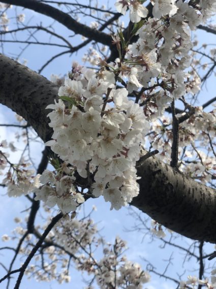 武蔵小杉周辺桜めぐり｜新・小杉散歩｜新小杉開発株式会社