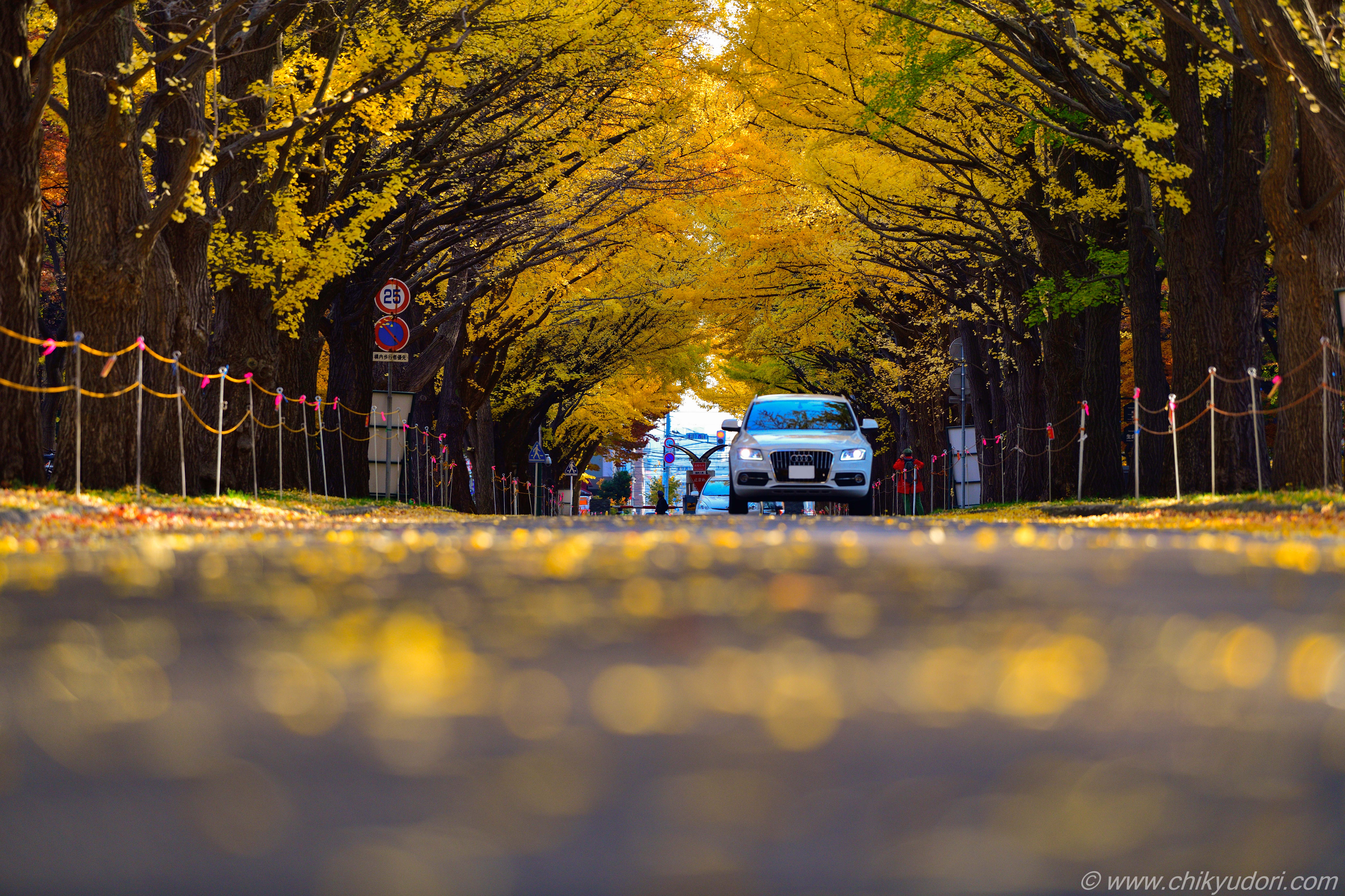 輝く黄金の道、北海道大学イチョウ並木 - 地球の撮り方