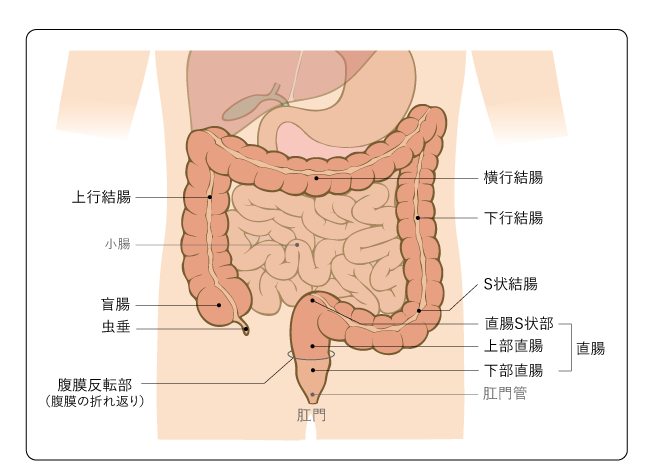 大腸がんの基礎知識｜大腸がん -西新宿の地で がんに挑む- 東京医科大学病院