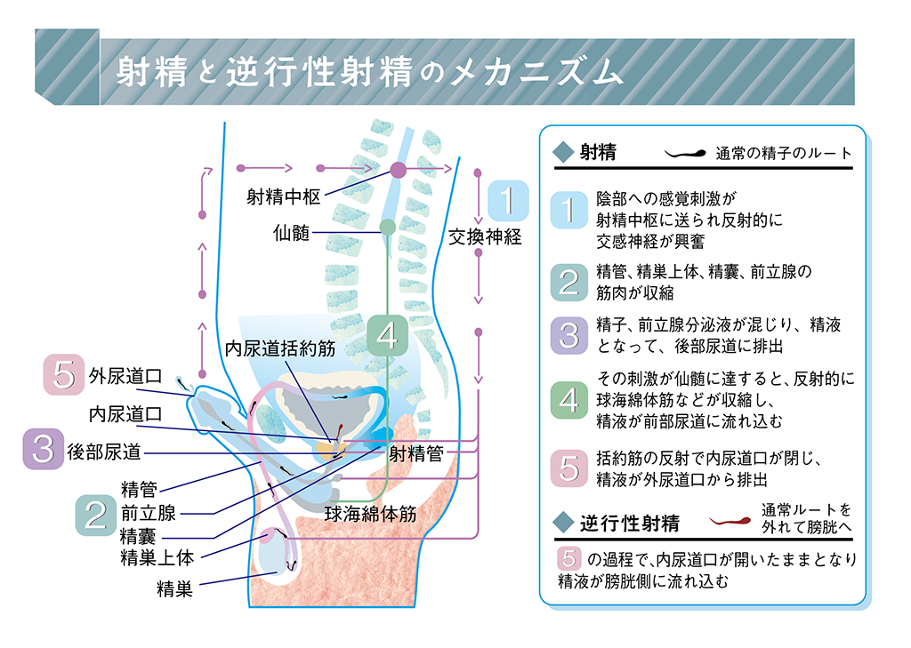 女性のオーガズムの意味 オキシトシンに注目して -