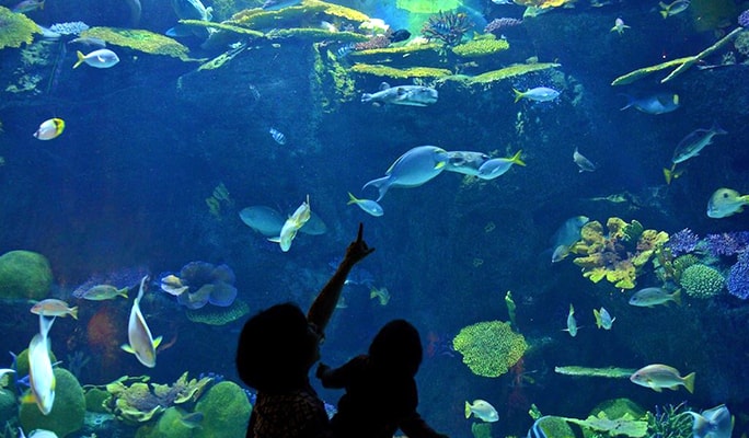 2025 バンコク入場券のSEA LIFEオーシャンワールド、提供元：Sight