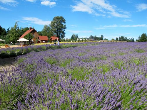 H.I.S.7月~10月限定 世界遺産オリンピック国立公園日帰りツアー 日本語ガイド有