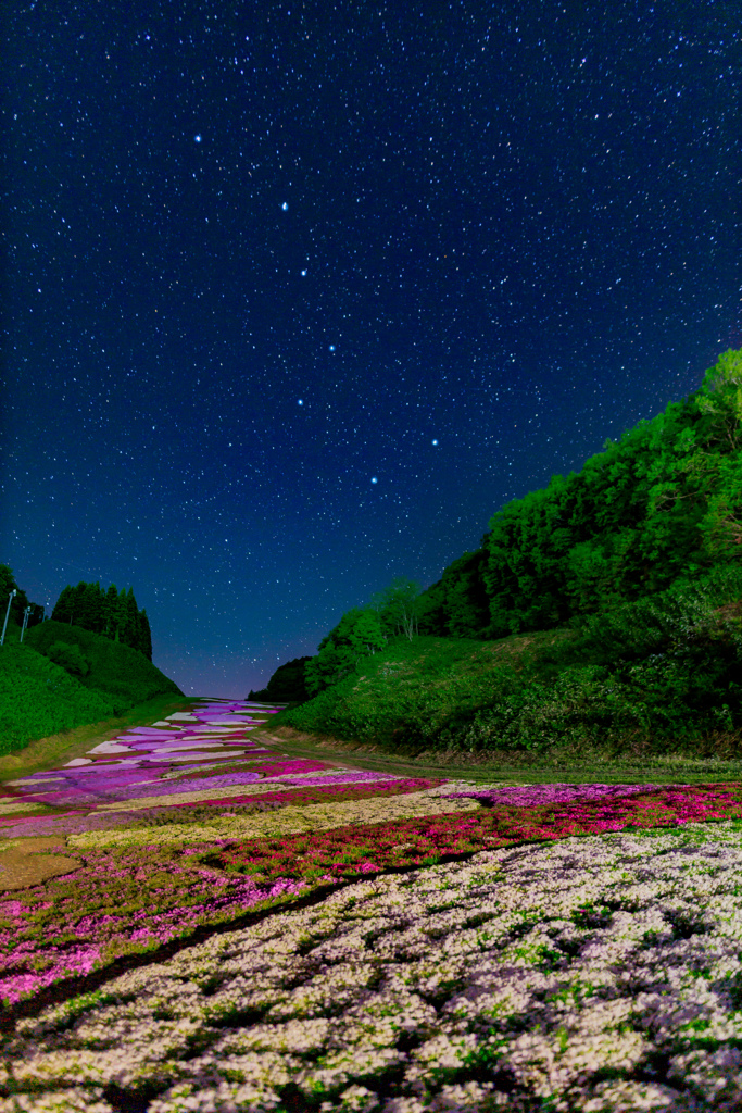 奥入瀬渓流スキー場の芝桜