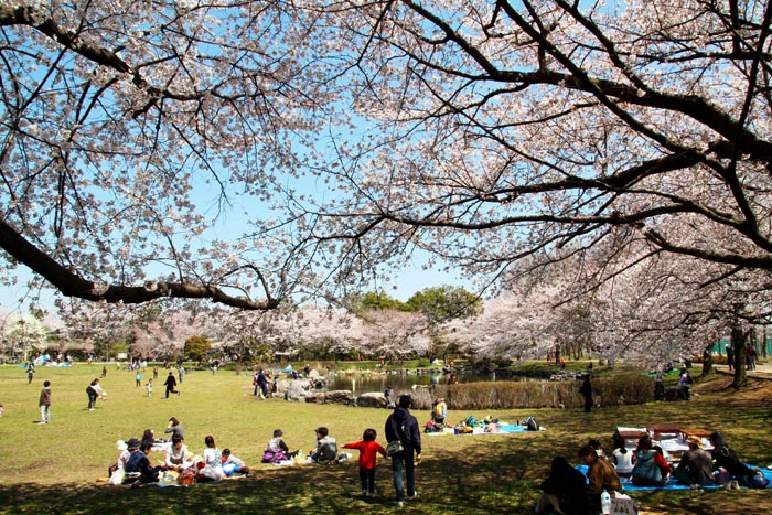 見沼田んぼの桜回廊 見沼田んぼ 全域 埼玉県さいたま市フォトさいたま