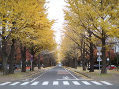 北大イチョウ並木 札幌市Domingo -ドミンゴ
