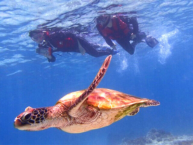 今年も宮古島でウミガメと泳げました沖縄宮古島でシュノーケリングや釣りをする人のためのブログ
