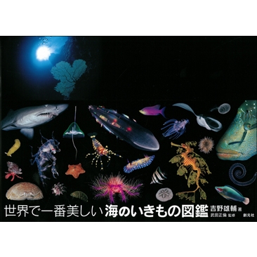 小学校英語教科書❝NEW HORIZON Elementary❞からうまれた、浜で生まれ、海を旅する、ウミガメの物語。『THE SEA