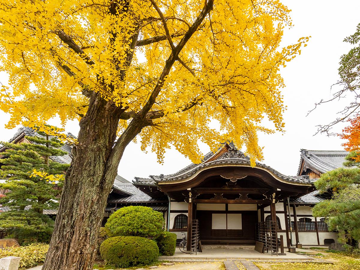 一宮市の指定文化財のあるお寺「常念寺（じょうねんじ）」季節には蓮の花や紫陽花が咲く - 一宮パパラッチ一宮のグルメ情報は一宮パパラッチにお任せ！