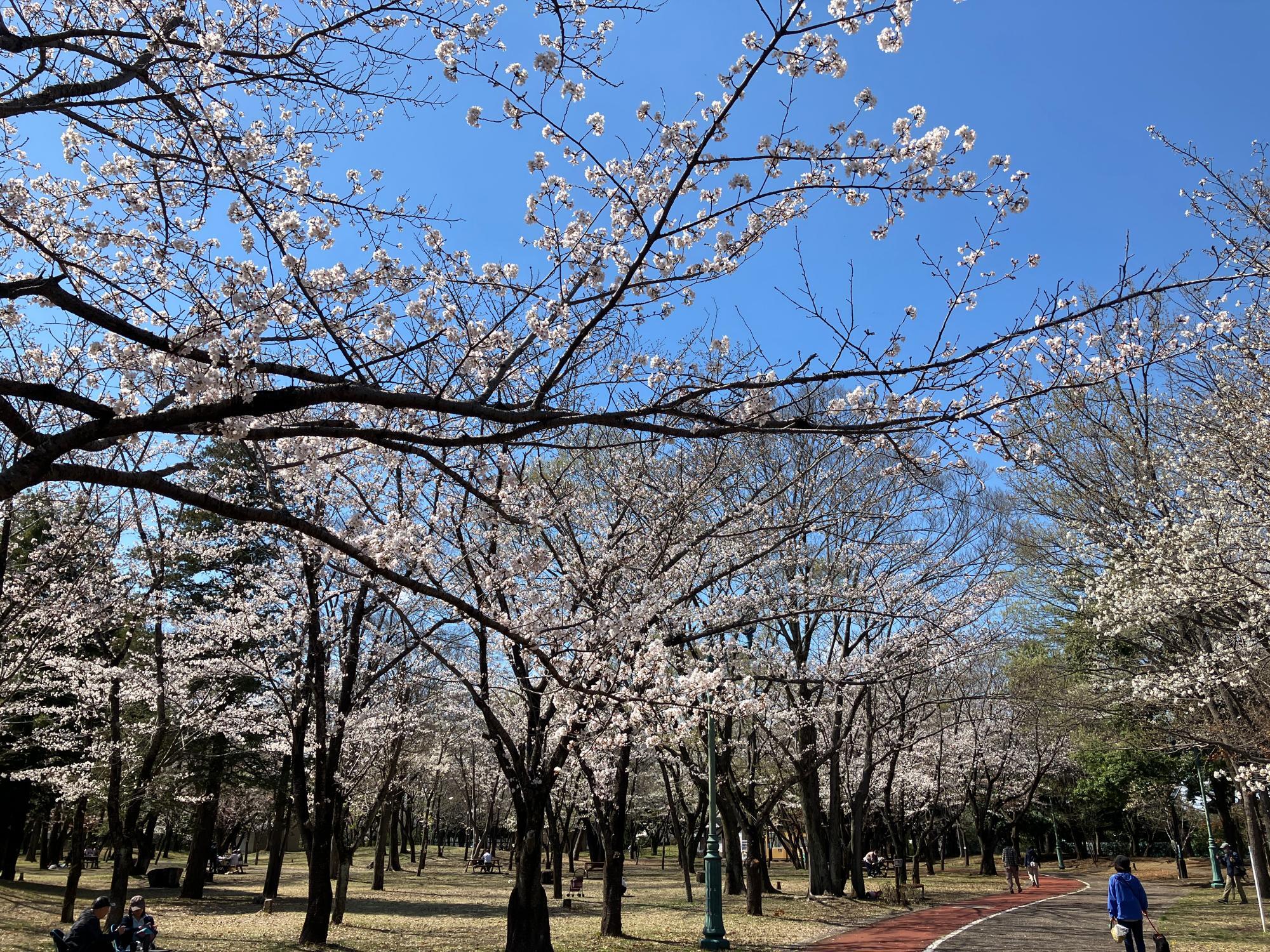 2025最新 入間で写真映えするおすすめスポットTOP4aumo アウモ