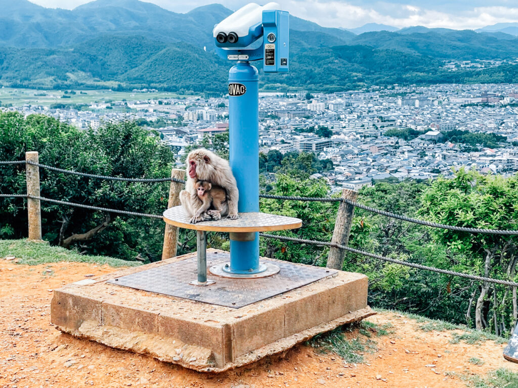 コロナ対策情報付き 嵐山モンキーパークいわたやまの楽しみ方をガイド！家族で楽しめるアクティビティもウォーカープラス