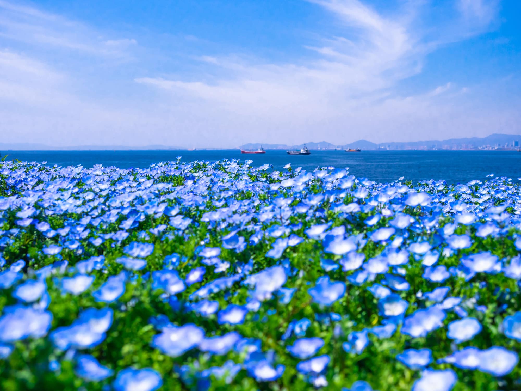 舞洲シーサイドプロムナード 写真素材710833- フォトライブラリ