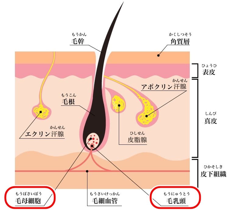 髭を抜く行為」で生えなくなるのは本当？真実や生えなくなる方法を解説します│メンズジェニー