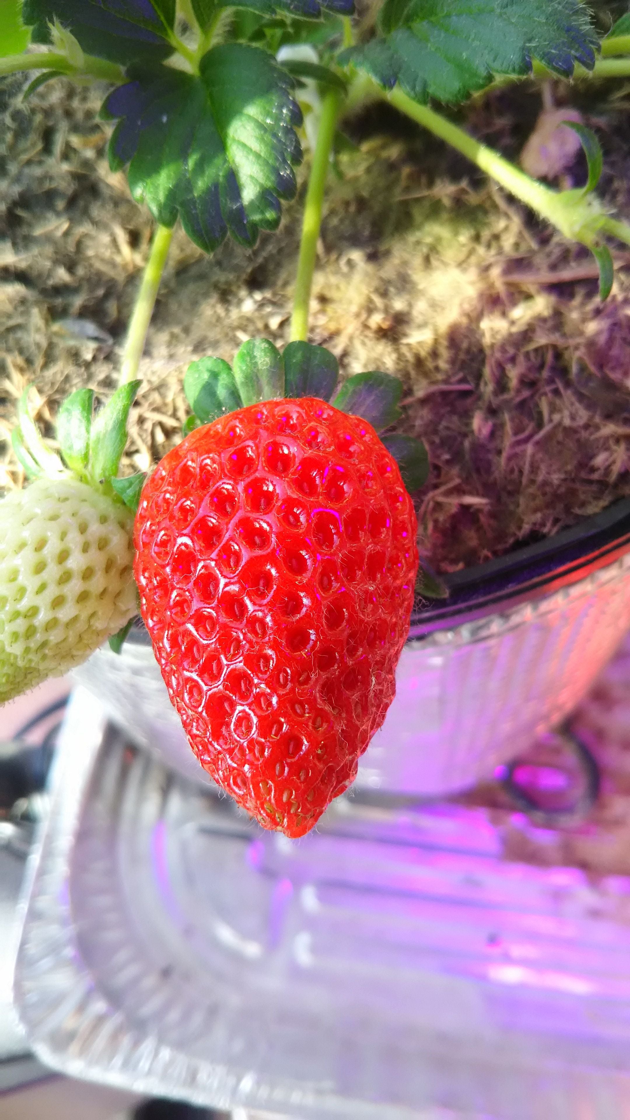 ✨🌿ガーデンガーデン豊橋本店🌿✨ | 🍓✨四季なりイチゴ「あまごこち」苗入荷しました！✨🍓 ガーデンガーデンに、春から秋まで長く収穫が楽しめる「