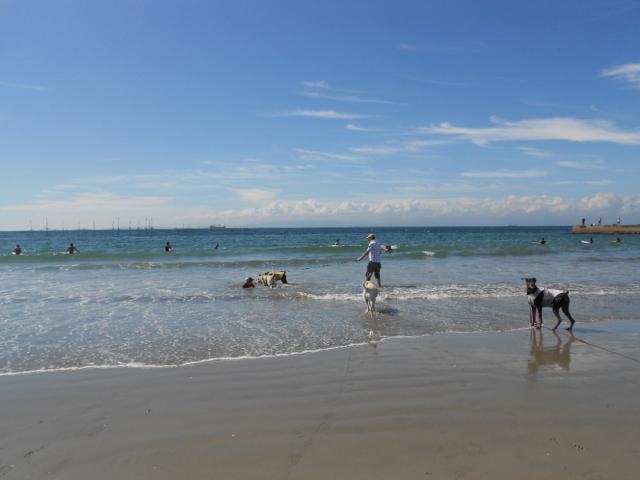 ボランティア情報ボランテル VOLUNTELL