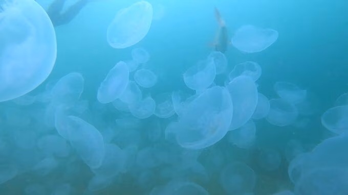 田ノ浦ビーチ旅サラダPLUS 観光・お出かけSPOT