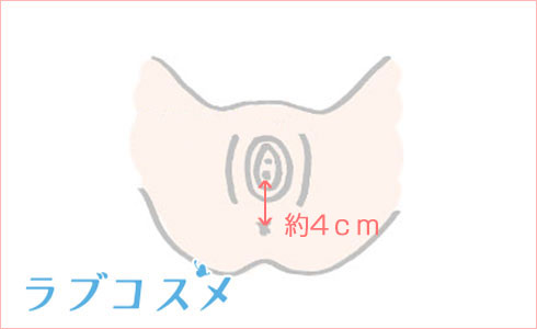 膣の位置は年齢で変わる！？上付き、下付きについて婦人科医に聞きました。 | ランドリーボックス