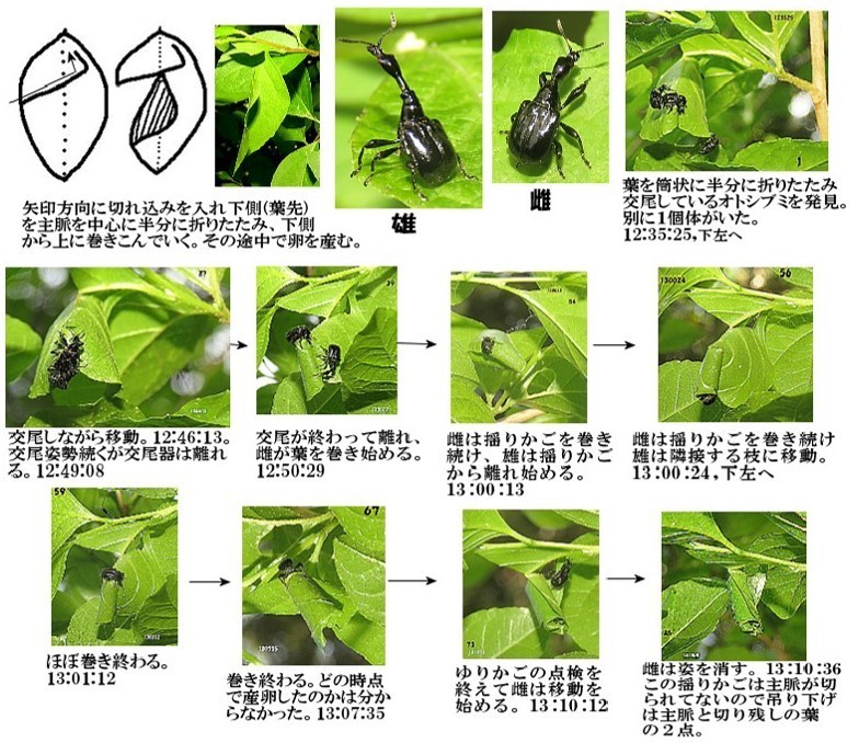 楽天市場】新潟郷土料理 エゴ草 50g 青森県産 無添加