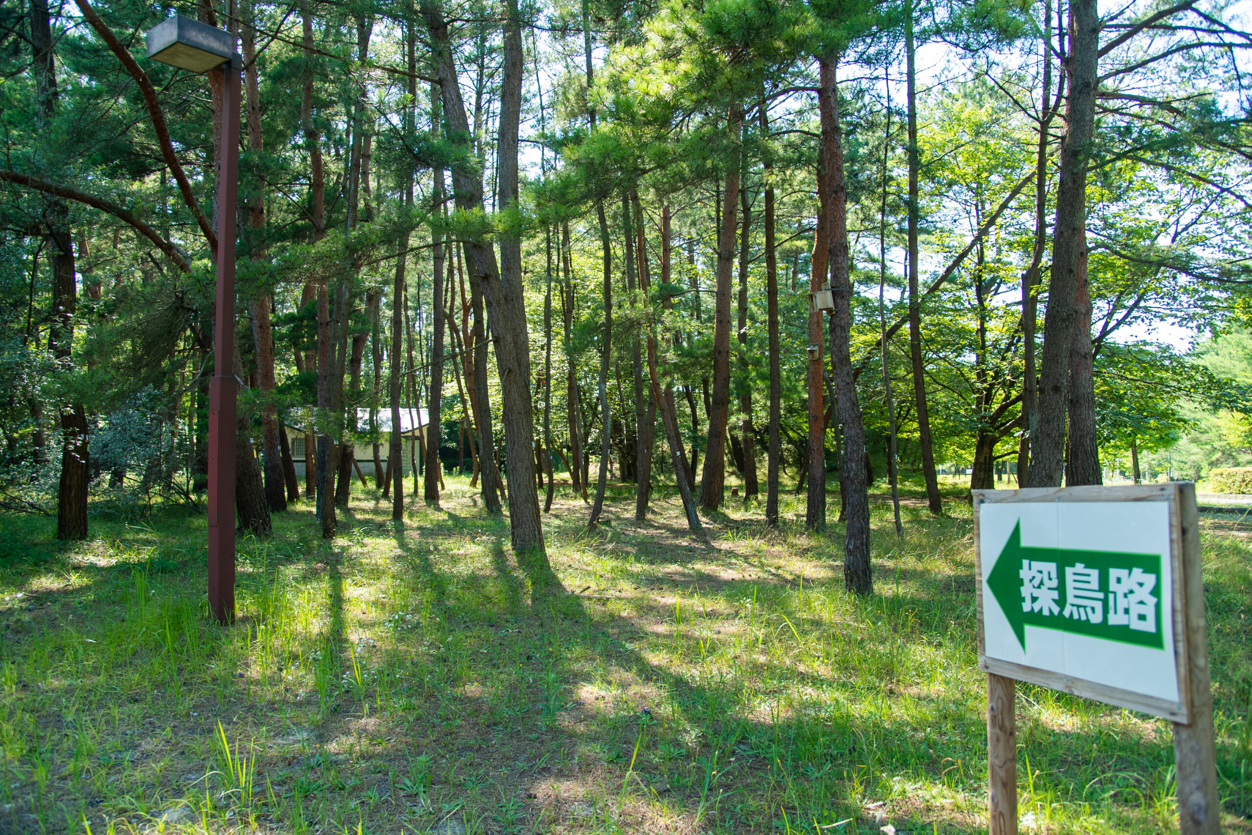 キャンプ場 夏のおすすめの過ごし方新潟県立 紫雲寺記念公園