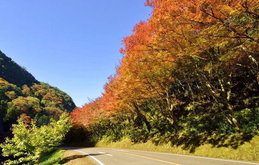 深耶馬渓 一目八景・ひさしもみじ 2025