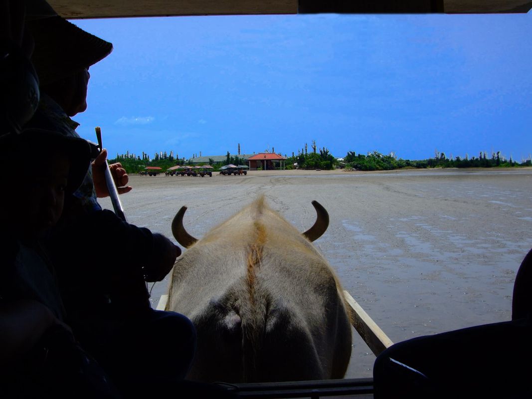 西表島・由布島の水牛車 ツアー 予約＆おすすめランキングアクティビティジャパン