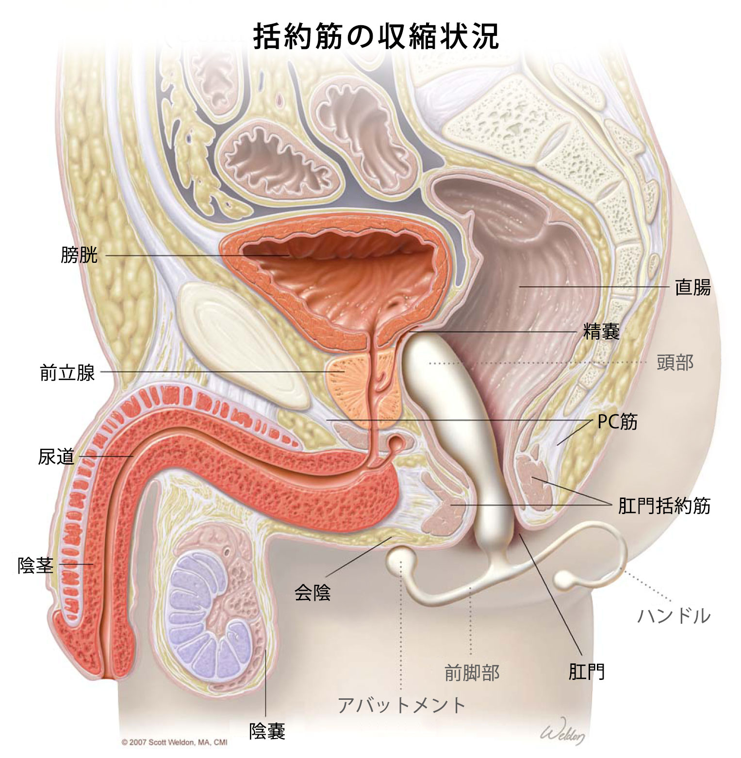 ゲイ男性必見！前立腺マッサージとドライオーガズム【はじめての前立腺開発】