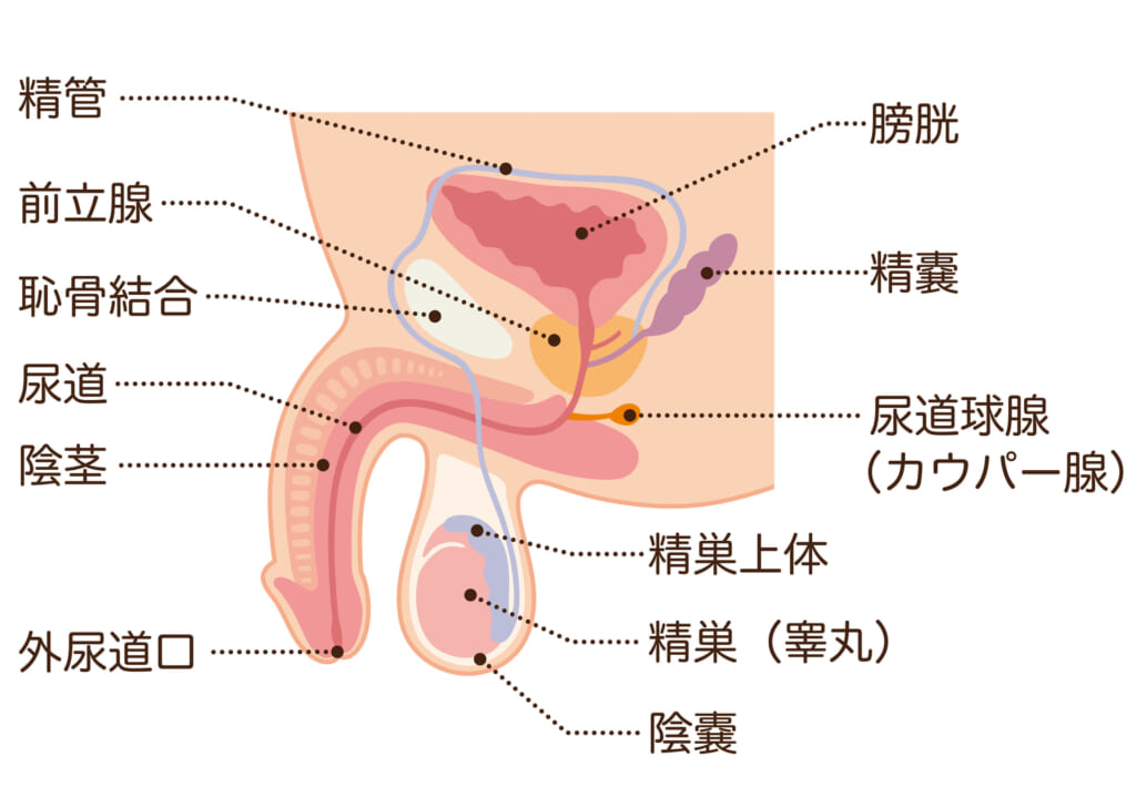 楽天ブックス: 男性機能がみるみる改善する睾丸ほぐし健康法 - 川端