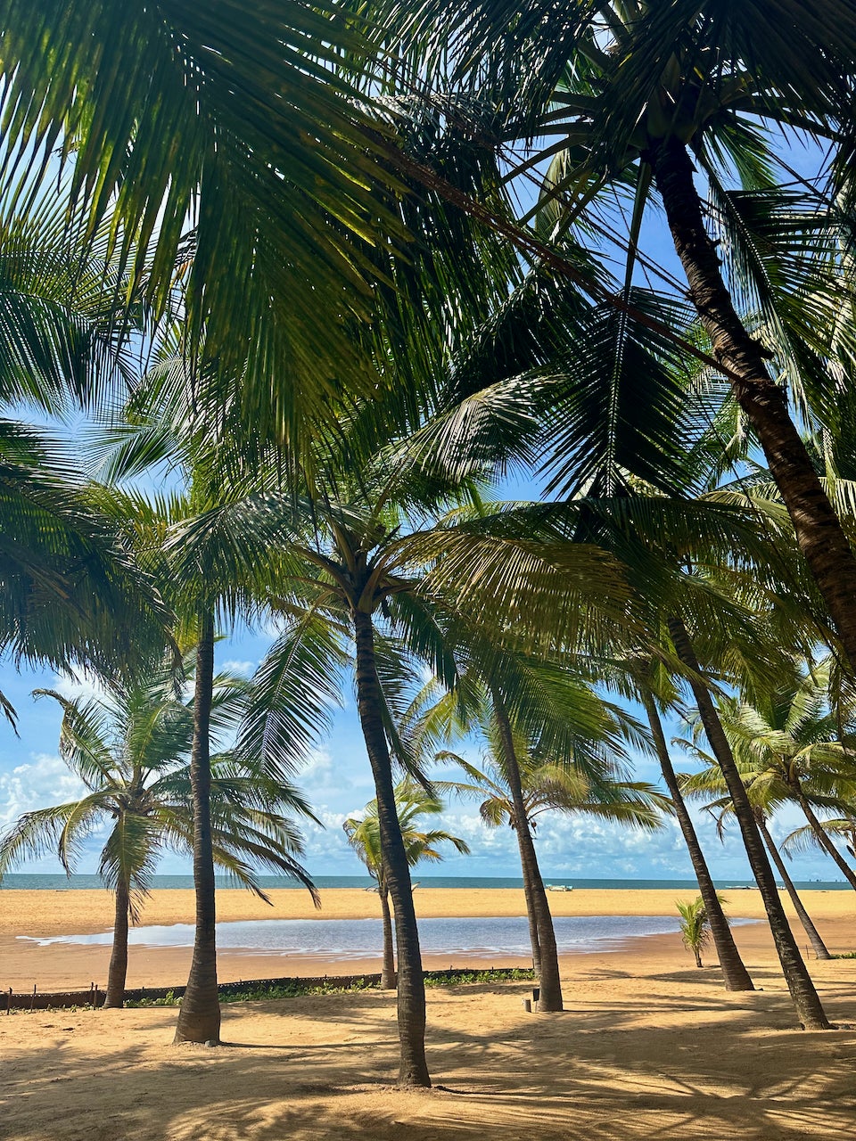 スリランカの熱帯のビーチ リゾートの写真素材・画像素材 Image 55451262