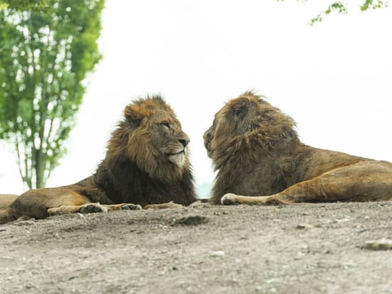 広島安佐動物公園で「ナイトサファリ」－約170種類の動物を見学 - 広島経済新聞