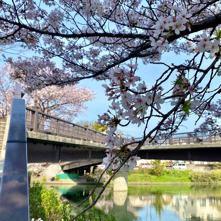 お花見🌸伏見であい橋株式会社MY HOUSEお花見、桜、京都、伏見、十石船、ロケ地、であいばし