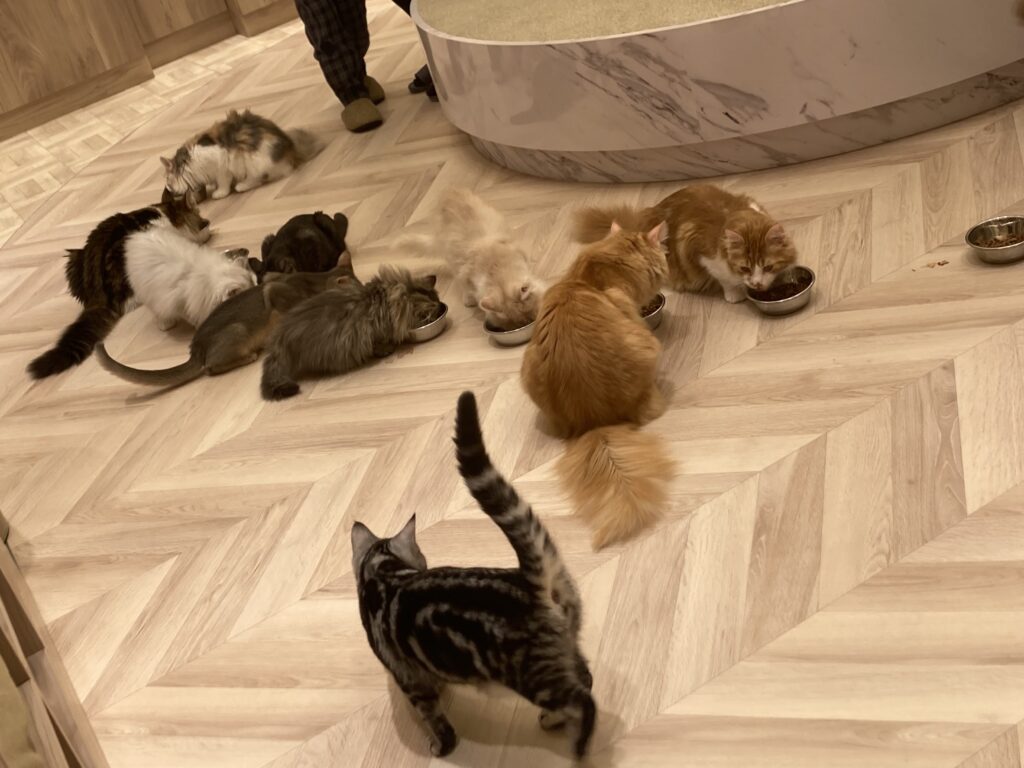 今日はルクくんの誕生日🎉 いっぱい食べて大きくなるだよ！！！🍚mochaルクサイベリアン誕生日おめでとうハッピーバースデイhappybirthday2歳イベントバースデイイベント猫カフェモカ名古屋則武新町店則武BirthDay猫カフェmocha猫カフェモカ