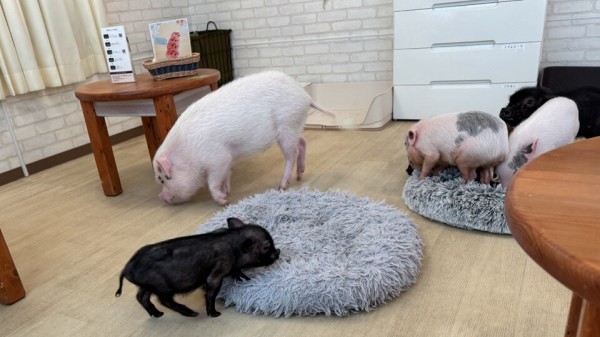 池袋 おしゃれなカフェ 東京の面白いカフェ!都内の変わったコンセプトカフェ·珍しい喫茶店も 池袋