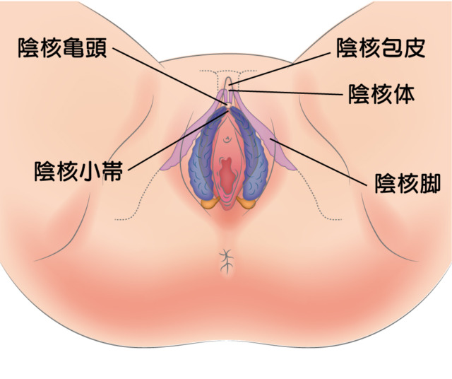 クリトリスの裏スジを刺激する方法！知ってるだけで差がつく穴場性感スポットとは