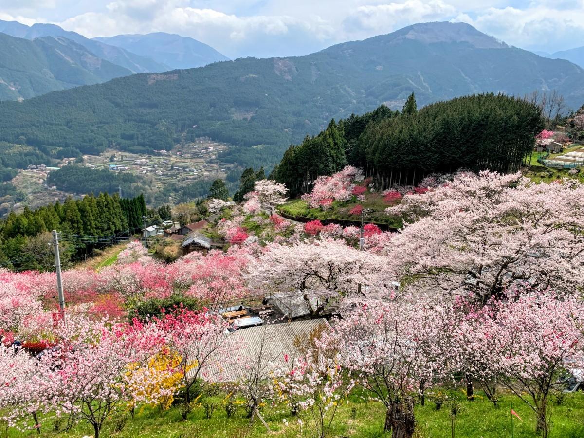 桃と桜のサイクリング～リニアライドやまなし中央～山梨県中央市にて開催している桃と桜のお花見サイクリングイベント