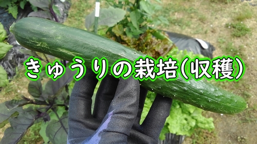 VR夏すずみ｜野菜種(タネ)・苗の専門店 高木農園