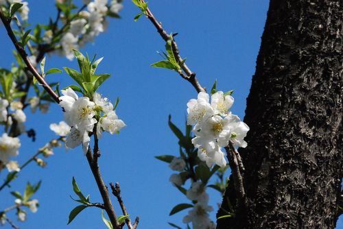 武蔵小杉界隈の桜と花桃散歩 2018（川崎）』溝の口・武蔵小杉(神奈川県)の旅行記・ブログ by