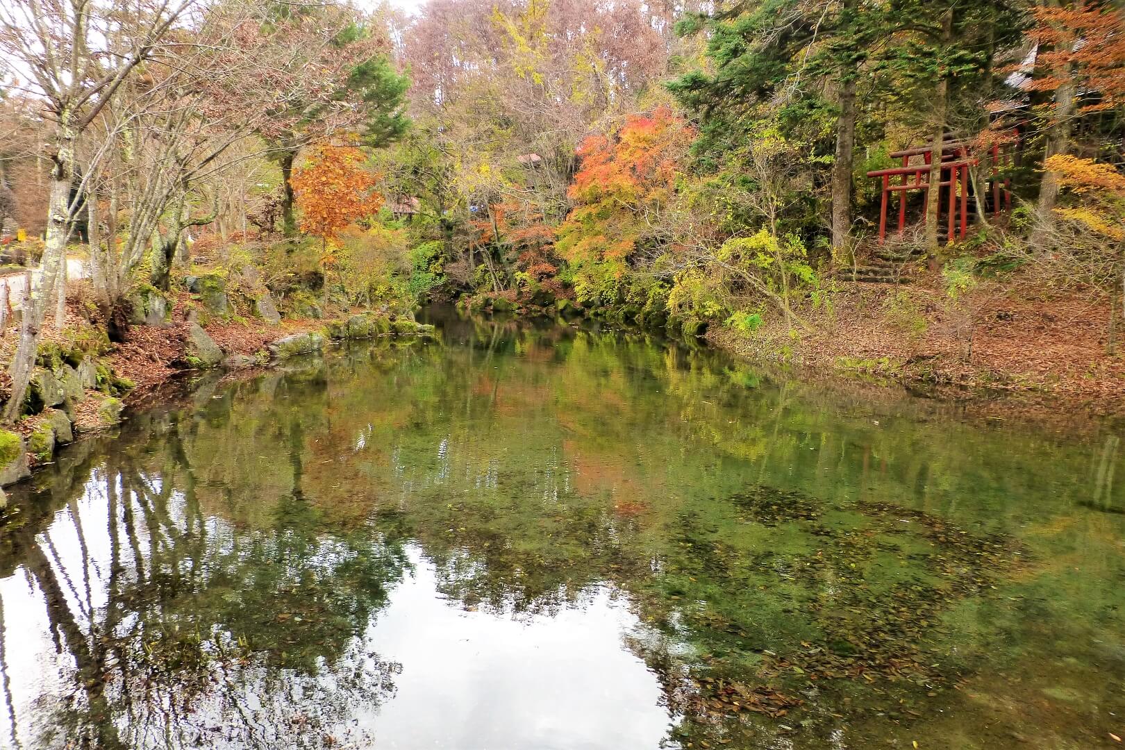 出口池忍野で『観る』富士山ぽ