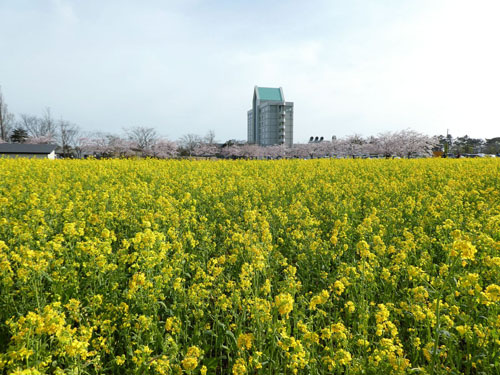 菜の花ロード 菜の花と桜の道秋田県観光情報←じゅんさい次郎が勝手におすすめ