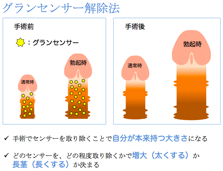 勃起の仕組み｜【浜松町第一クリニック】