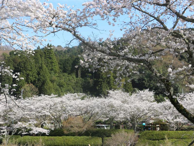 愛媛県の「桜祭り」が開催されている桜名所・お花見2025 - ウォーカープラス