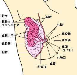 スペンス乳腺の開発方法5個！おっぱい・性感 | inbee【インビー】